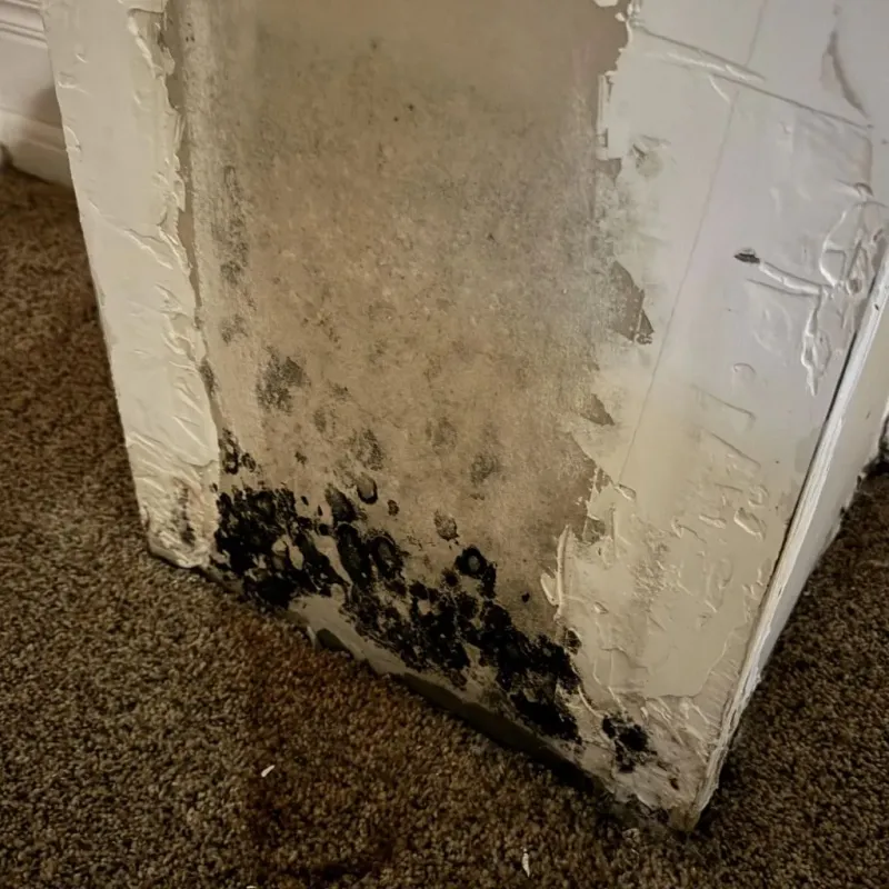 Professional Mold Removal in Mason City, IL